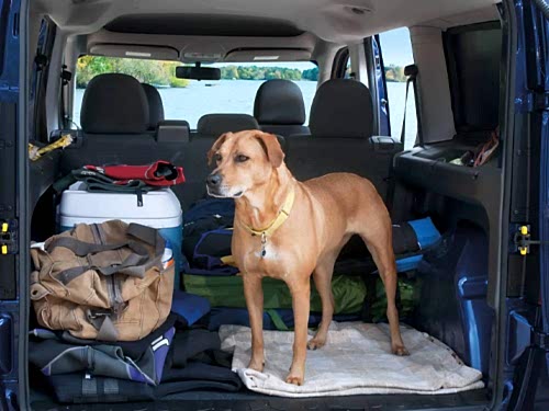 Evcil Hayvan Taşıma Hizmeti